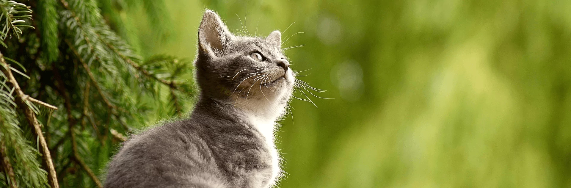 cat-2083492-1920-657196ac7a7eb