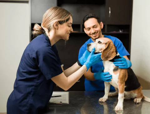 happy-female-vet-smiling-petting-beautiful-beagle-dog-exam-table-professional-veterinarian-man-holding-pet-while-examining-healthy-pet-clinic-657196b916c9a