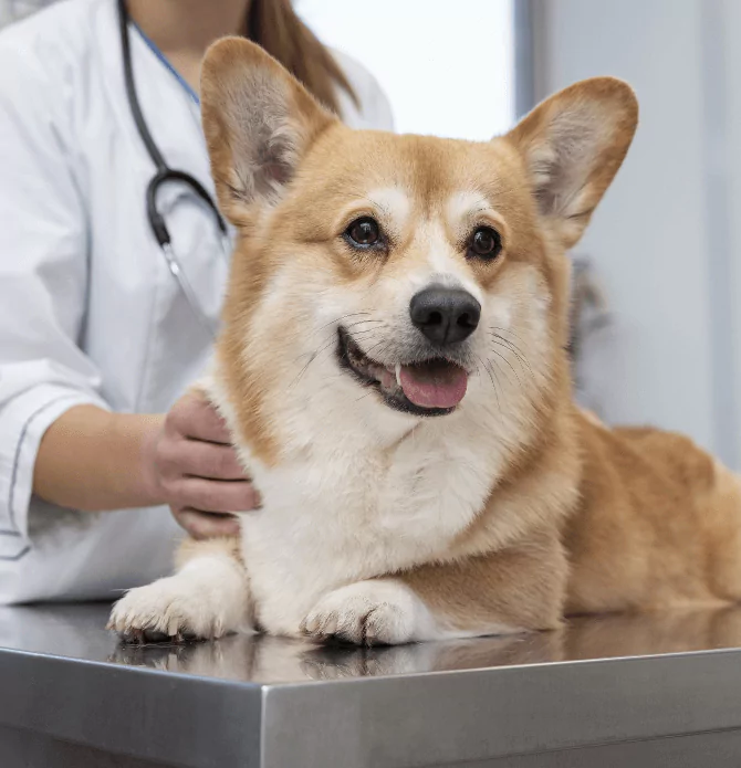 veterinaire-prenant-soin-chien-compagnie-1-657196b741c7c